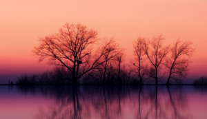 大象队连胜狂潮引起球迷狂欢